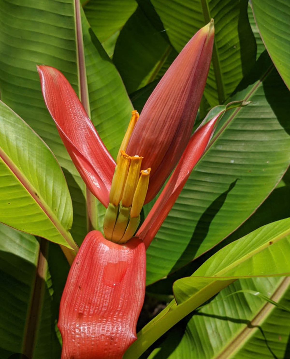 Bees Plant Hub Musa Ornata (Orange Banana) Rare Live Plant