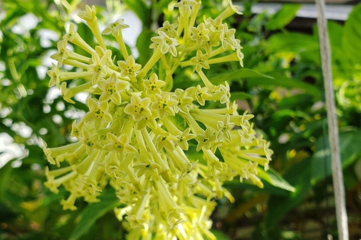 Bees Plant Hub Night Blooming Jasmine Flowering Combo