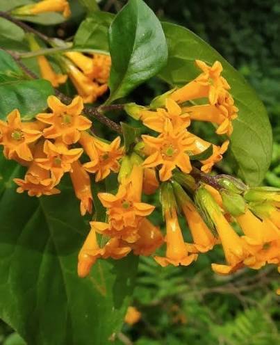 Bees Plant Hub Night Blooming Jasmine Orange (Cestrum aurantiacum) Rare Flowering Live Plant