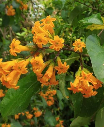 Bees Plant Hub Night Blooming Jasmine Orange (Cestrum aurantiacum) Rare Flowering Live Plant