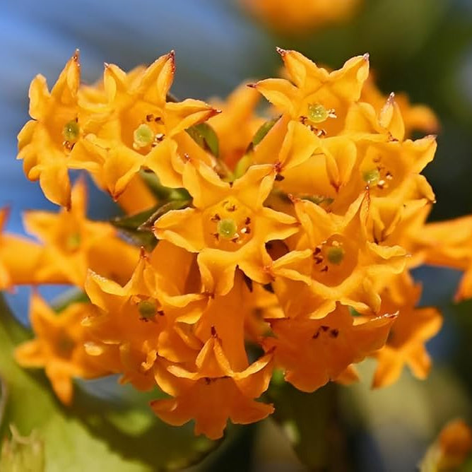 Bees Plant Hub Night Blooming Jasmine Orange (Cestrum aurantiacum) Rare Flowering Live Plant