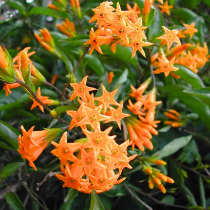 Bees Plant Hub Night Blooming Jasmine Orange (Cestrum aurantiacum) Rare Flowering Live Plant
