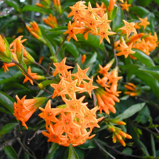 Bees Plant Hub Night Blooming Jasmine Orange (Cestrum aurantiacum) Rare Flowering Live Plant