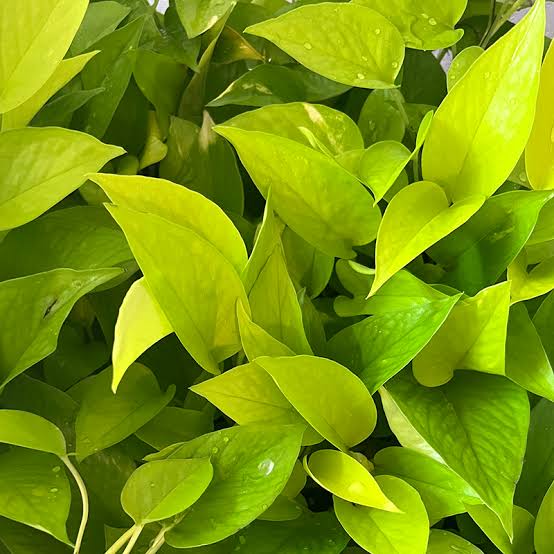 Bees Plant Hub Neon Pothos | Indoor Plant