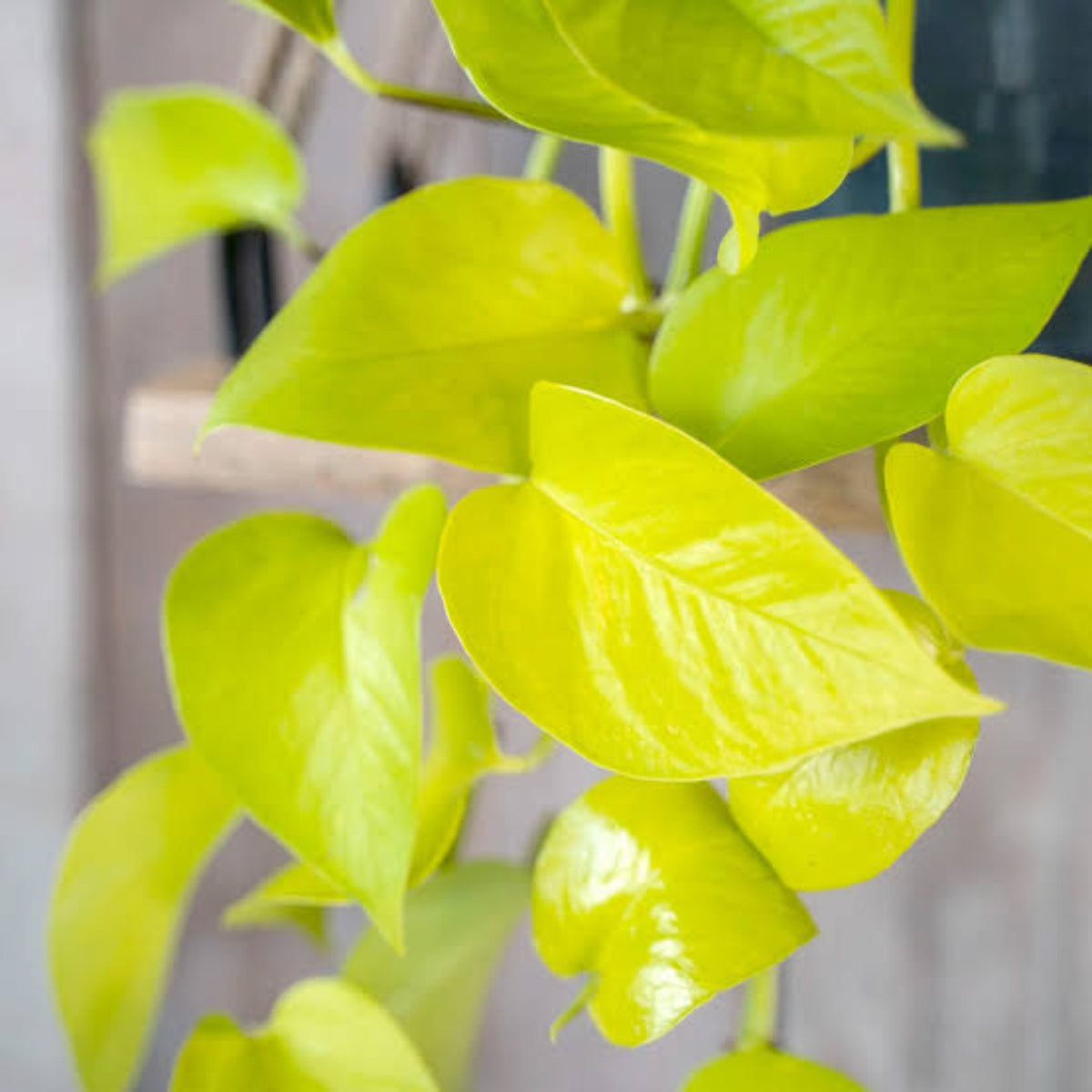 Bees Plant Hub Neon Pothos | Indoor Plant