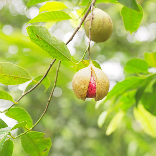 Bees Plant Hub Nutmeg / Jaiphal (Myristica fragrans) Medicinal Fruit Live Plant
