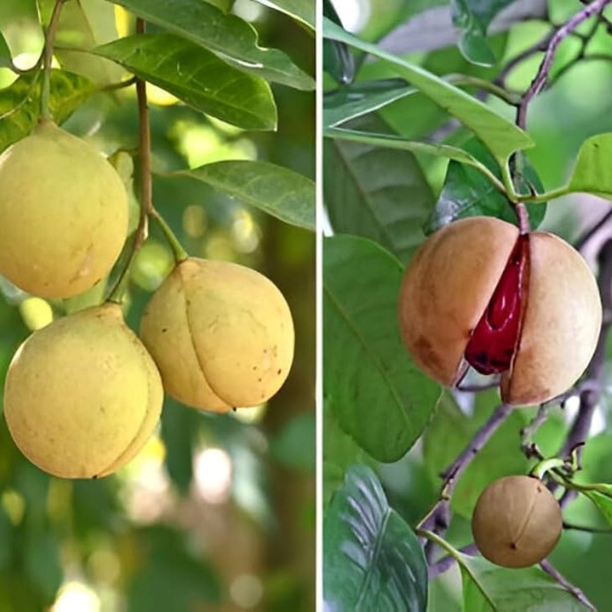 Bees Plant Hub Nutmeg / Jaiphal (Myristica fragrans) Medicinal Fruit Live Plant