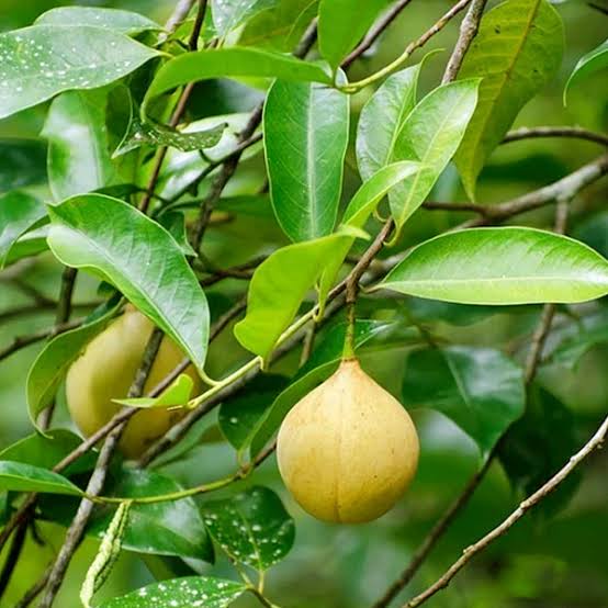 Bees Plant Hub Nutmeg / Jaiphal (Myristica fragrans) Medicinal Fruit Live Plant