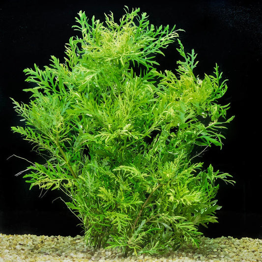 Bees Plant Hub Oak Fern (Ceratopteris Sp. China) Aquarium Live Plant