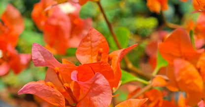 Bees Plant Hub Bougainvillea Orange (Paper Flower) Flowering Live Plant