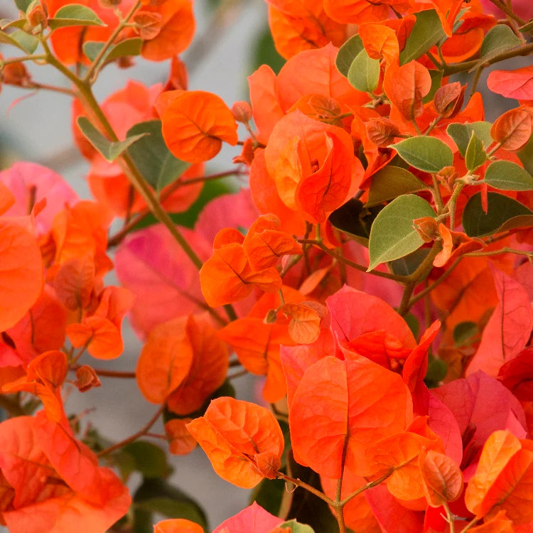 Bees Plant Hub Bougainvillea Orange Creeper (Paper Flower) Flowering Live Plant