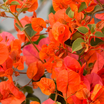 Bees Plant Hub Bougainvillea Orange Creeper (Paper Flower) Flowering Live Plant