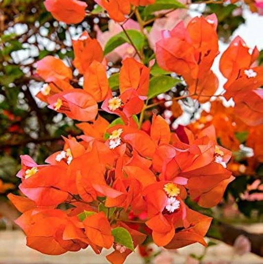 Bees Plant Hub Bougainvillea Orange Creeper (Paper Flower) Flowering Live Plant