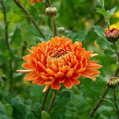 Bees Plant Hub Dwarf Salmon Pink Chrysanthemum Flowering Live Plant - Pot with Flowers