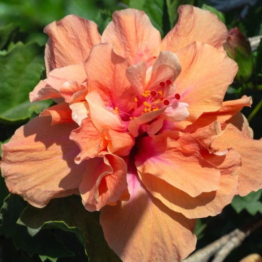 Bees Plant Hub Multi Petal Orange Hibiscus All Time Flowering Live Plant