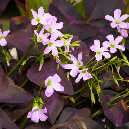 Bees Plant Hub Butterfly Plant Purple (Oxalis triangularis) Flowering Live Plant