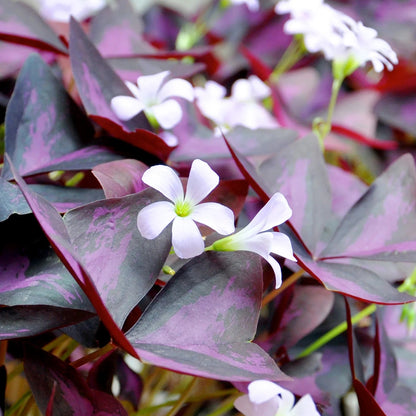 Bees Plant Hub Butterfly Plant Purple (Oxalis triangularis) Flowering Live Plant