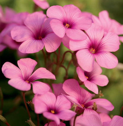 Bees Plant Hub Oxalis Pink with Green Leaves Flowering Live Plant