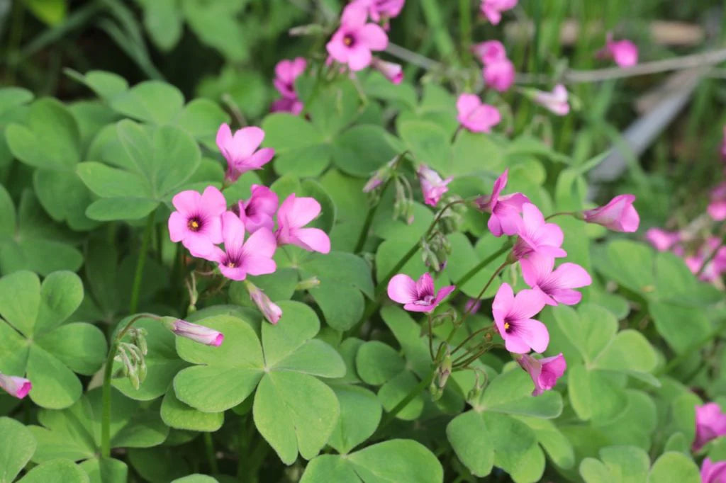Bees Plant Hub Oxalis Pink with Green Leaves Flowering Live Plant