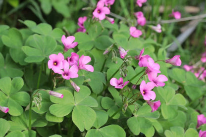 Bees Plant Hub Oxalis Pink with Green Leaves Flowering Live Plant