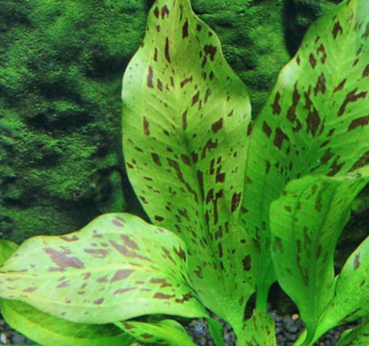 Bees Plant Hub Echinodorus Ozelot Green Aquarium Live Plant