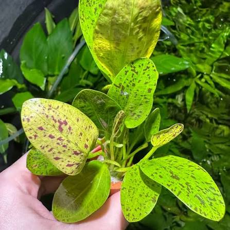 Bees Plant Hub Echinodorus Ozelot Green Aquarium Live Plant