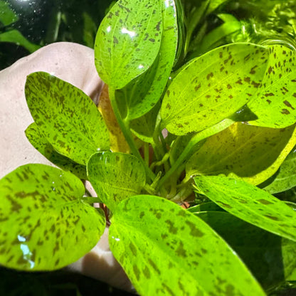 Bees Plant Hub Echinodorus Ozelot Green Aquarium Live Plant