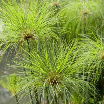 Bees Plant Hub Paper Reed (Cyperus papyrus) Live Plant