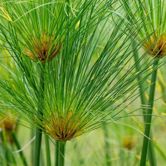 Bees Plant Hub Paper Reed (Cyperus papyrus) Live Plant