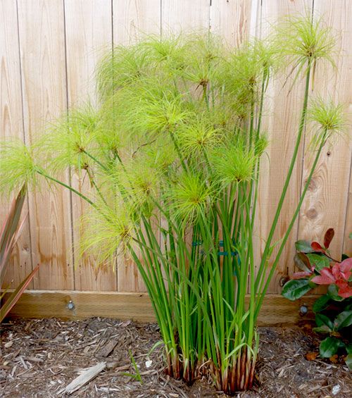Bees Plant Hub Paper Reed (Cyperus papyrus) Live Plant