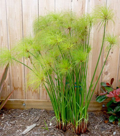 Bees Plant Hub Paper Reed (Cyperus papyrus) Live Plant