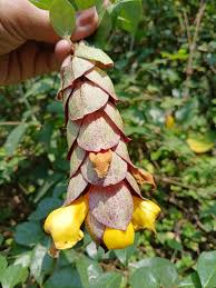 Parrot Beak / Gmelina Philippensis Live flowering Plant