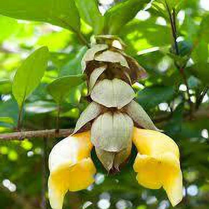 Parrot Beak / Gmelina Philippensis Live flowering Plant