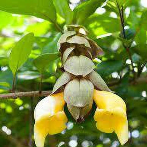 Bees Plant Hub Parrot Beak / Gmelina Philippensis Live flowering Plant