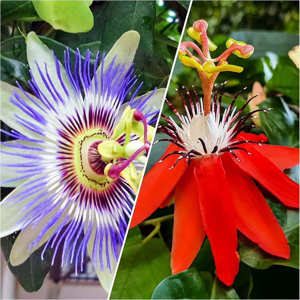 Bees Plant Hub Krishna Kamal Flowering Plants Combo