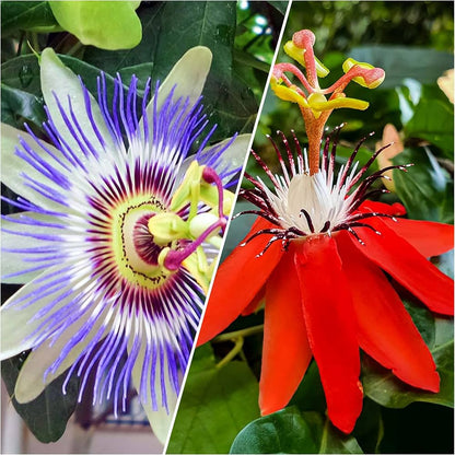 Bees Plant Hub Krishna Kamal Flowering Plants Combo