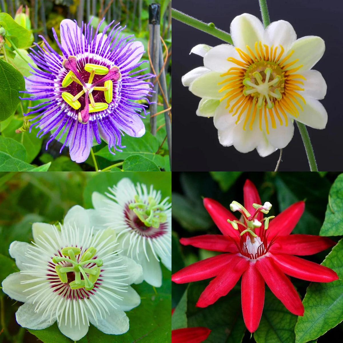 Bees Plant Hub Krishna Kamal Flowering Plants Combo
