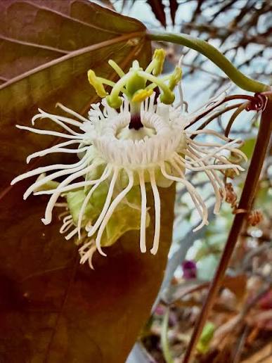 Bees Plant Hub Passiflora Variegated with White Flowers Rare Flowering Live Plant
