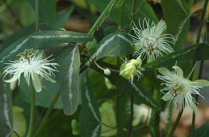 Bees Plant Hub Passiflora Variegated with White Flowers Rare Flowering Live Plant