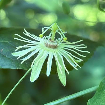 Bees Plant Hub Passiflora Variegated with White Flowers Rare Flowering Live Plant