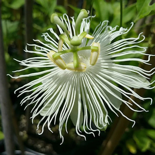 Bees Plant Hub Passiflora Variegated with White Flowers Rare Flowering Live Plant
