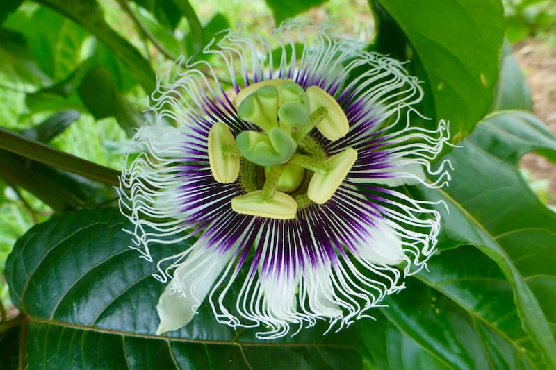 Bees Plant Hub Krishna Kamal Flowering Plants Combo