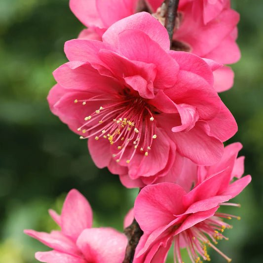 Bees Plant Hub Ornamental Peach Tree (Prunus persica) Rare All Time Flowering Live Plant