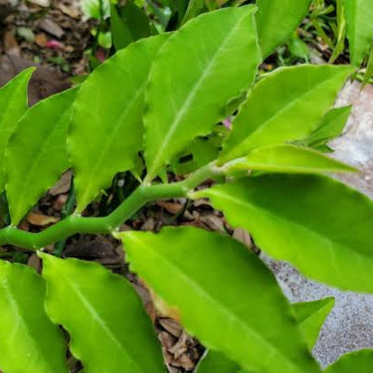Bees Plant Hub Pedilanthus Green | Indoor Plant