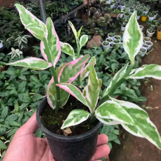 Bees Plant Hub Pedilanthus Variegated | Indoor Plant