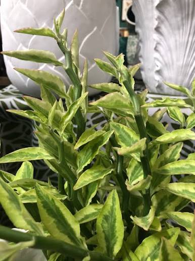 Bees Plant Hub Pedilanthus Variegated | Indoor Plant