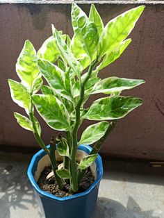 Bees Plant Hub Pedilanthus Variegated | Indoor Plant