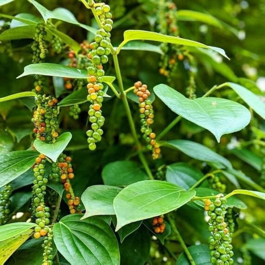 Bees Plant Hub Black Pepper Vine (kurumulaku) Live Plant