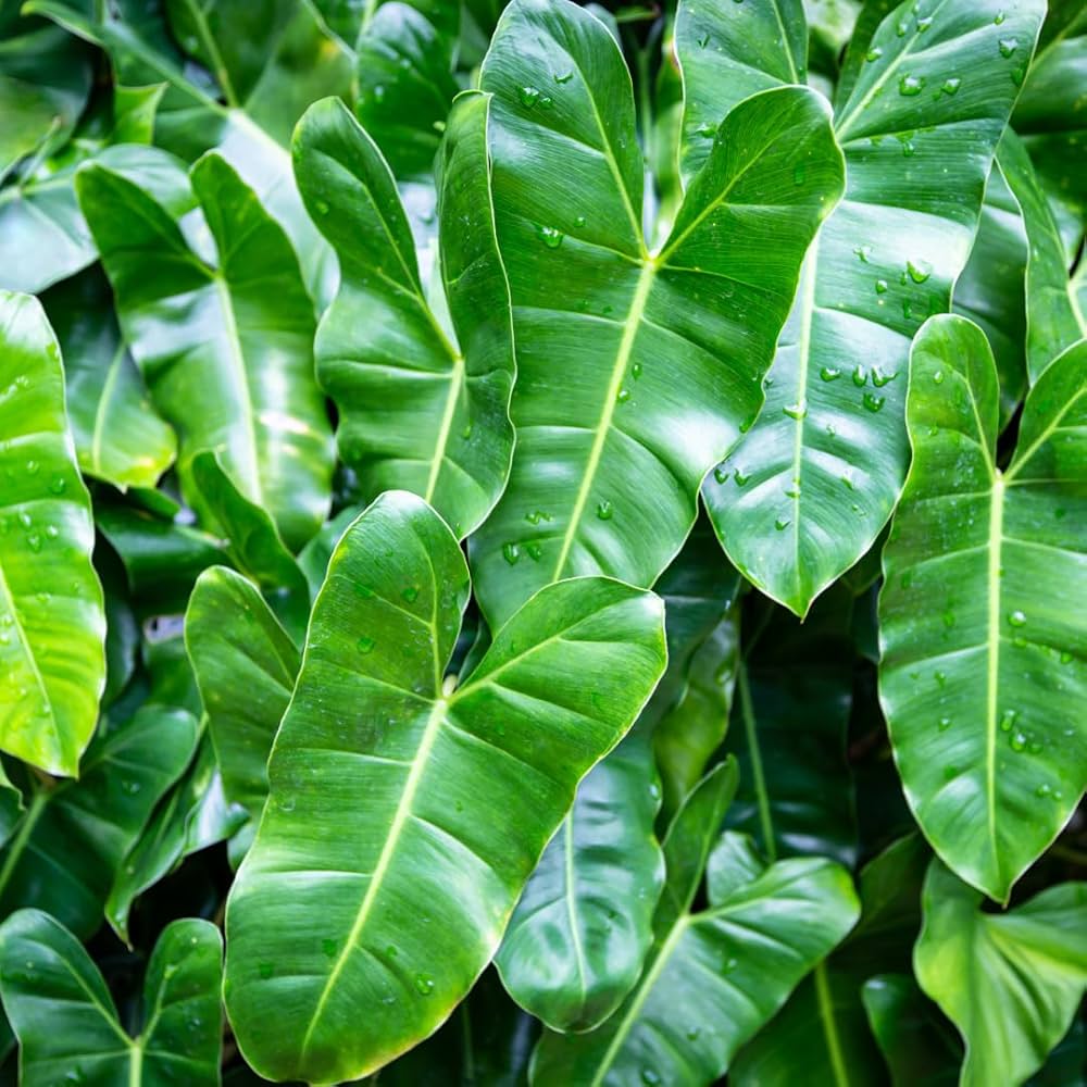 Bees Plant Hub Philodendron | Indoor Plant