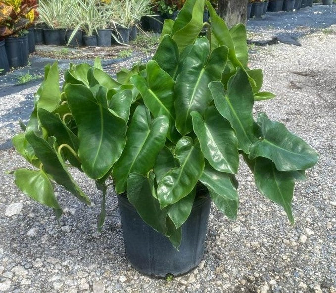 Bees Plant Hub Philodendron | Indoor Plant